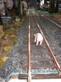 10AbSchwein01